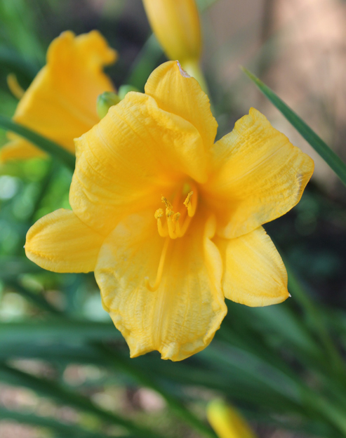 Hemerocallis cultorum `Agnes Gelbe`
